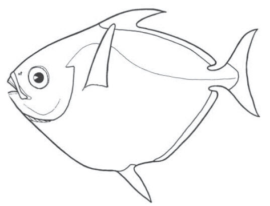 Familia Lampridae_001.jpg